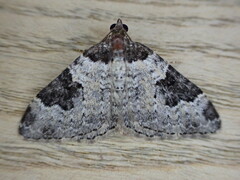 Xanthorhoe fluctuata