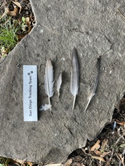 Columba livia domestica