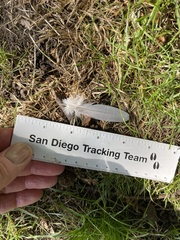 Columba livia domestica