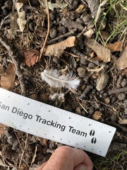 Columba livia domestica