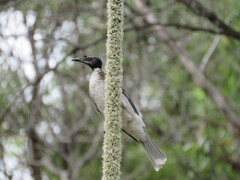 Philemon corniculatus