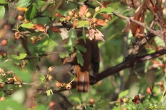 Luscinia megarhynchos