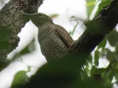 Edolisoma tenuirostre