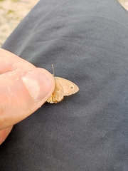 Coenonympha pamphilus