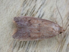 Tachystola acroxantha