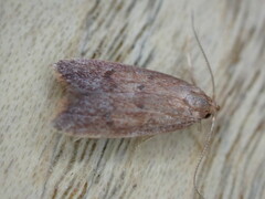 Tachystola acroxantha