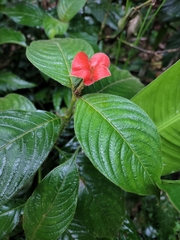 Palicourea tomentosa