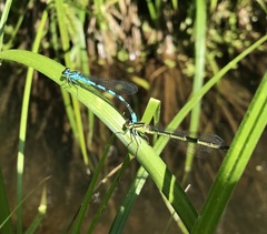 Coenagrion hastulatum