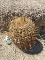 Ferocactus cylindraceus