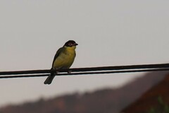 Sphecotheres vieilloti