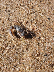 Rhithropanopeus harrisii