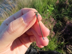 Lestes virens
