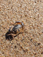 Rhithropanopeus harrisii