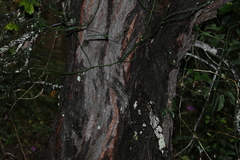 Eucalyptus melanophloia