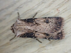 Agrotis puta