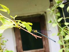 Onychargia atrocyana