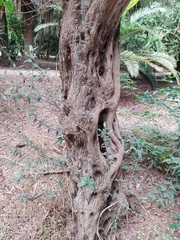 Olea europaea europaea