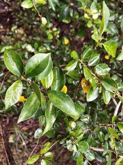 Maclura cochinchinensis