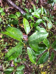 Maclura cochinchinensis