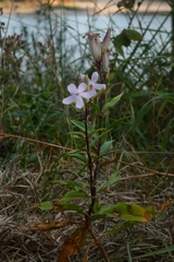 Saponaria officinalis