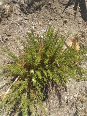 Ericameria laricifolia