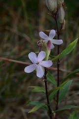 Saponaria officinalis
