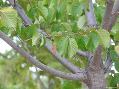 Ulmus minor