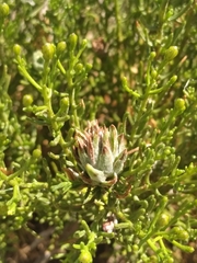 Ericameria laricifolia