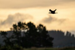 Microcarbo melanoleucos brevirostris