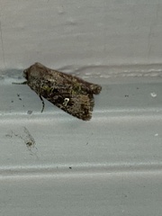 Lacinipolia renigera