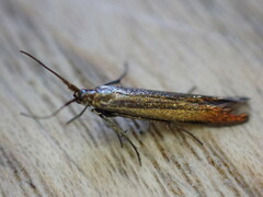 Coleophora mayrella
