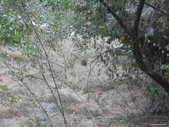 Oryctolagus cuniculus