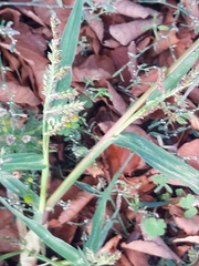 Echinochloa crus-galli
