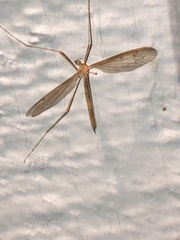 Platytipula