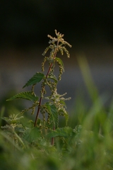 Urtica dioica