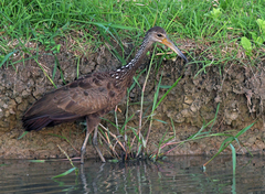 Aramus guarauna