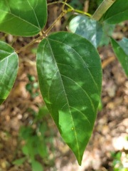 Mucuna macrocarpa