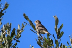 Emberiza calandra