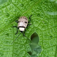Meristata spilota