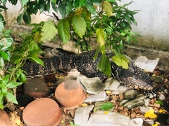 Varanus salvator salvator
