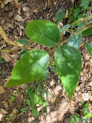 Mucuna macrocarpa