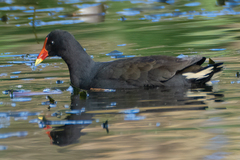 Gallinula tenebrosa