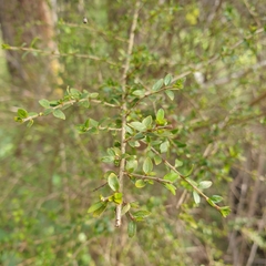 Coprosma quadrifida