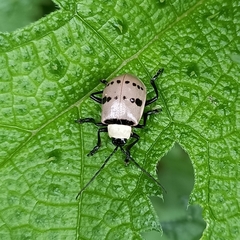 Meristata spilota