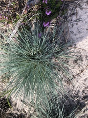 Corynephorus canescens