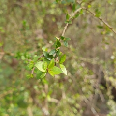 Coprosma quadrifida