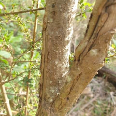Coprosma quadrifida