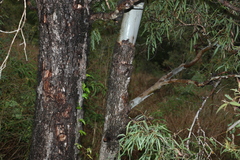 Corymbia tessellaris