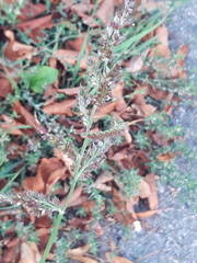 Echinochloa crus-galli