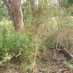 Coprosma quadrifida